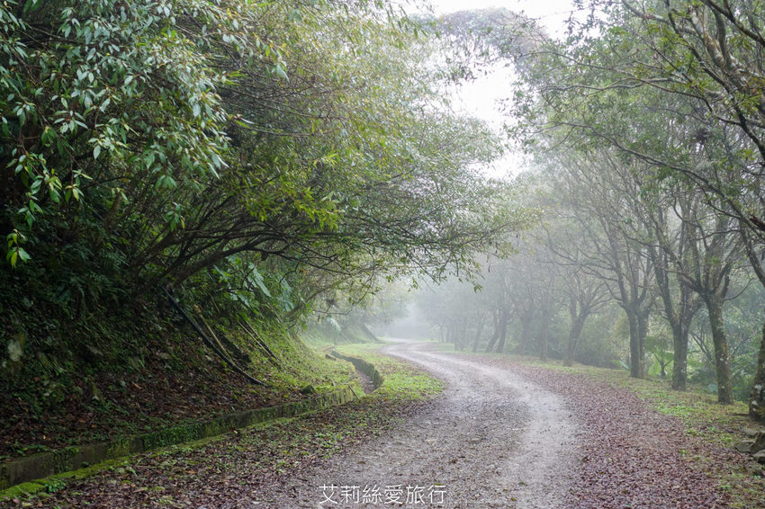 桃園景點》賞櫻秘境 東眼山國家森林遊樂區 穿梭電影般的迷霧森林夢幻場景 - 艾莉絲愛旅行