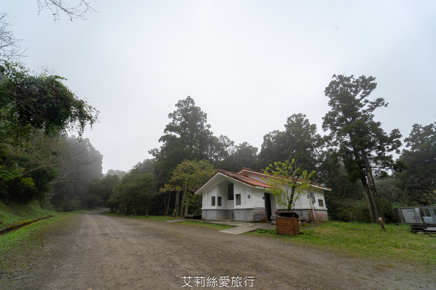 桃園景點》賞櫻秘境 東眼山國家森林遊樂區 穿梭電影般的迷霧森林夢幻場景 - 艾莉絲愛旅行