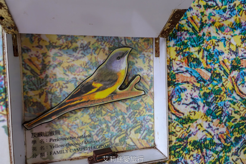 桃園景點》賞櫻秘境 東眼山國家森林遊樂區 穿梭電影般的迷霧森林夢幻場景 - 艾莉絲愛旅行