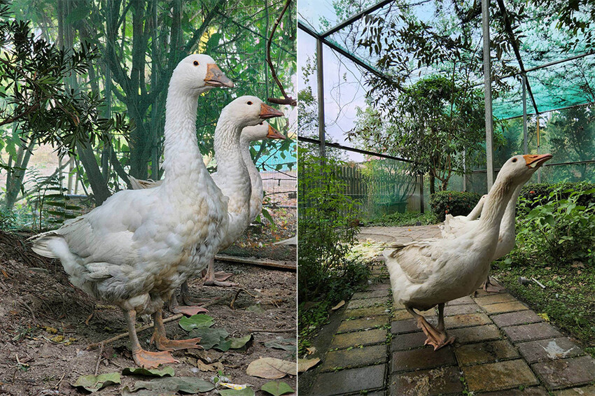 屏東泰國蝦料理專賣店X泰國蝦創意料理 寵物友善親子餐廳 旋轉木馬 軌道小火車 -黃金蝦無毒泰國蝦
