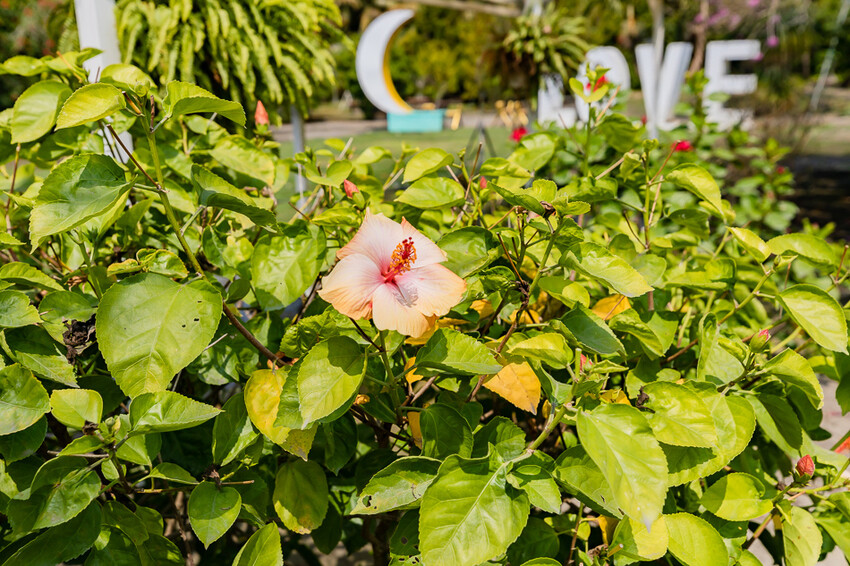 屏東泰國蝦料理專賣店X泰國蝦創意料理 寵物友善親子餐廳 旋轉木馬 軌道小火車 -黃金蝦無毒泰國蝦