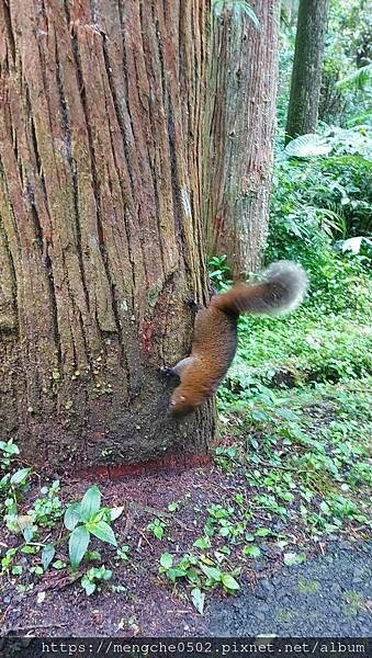 溪頭福華渡假飯店-看到螢火蟲和滿天星星，在溪頭享受森林浴與美味自助晚餐