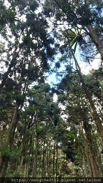 溪頭福華渡假飯店-看到螢火蟲和滿天星星，在溪頭享受森林浴與美味自助晚餐