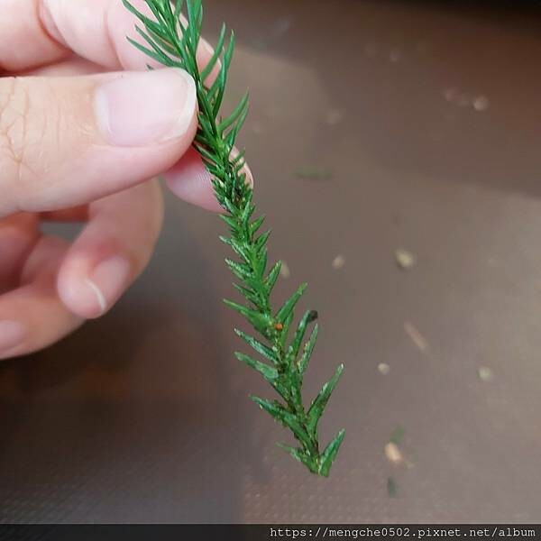 溪頭福華渡假飯店-看到螢火蟲和滿天星星，在溪頭享受森林浴與美味自助晚餐