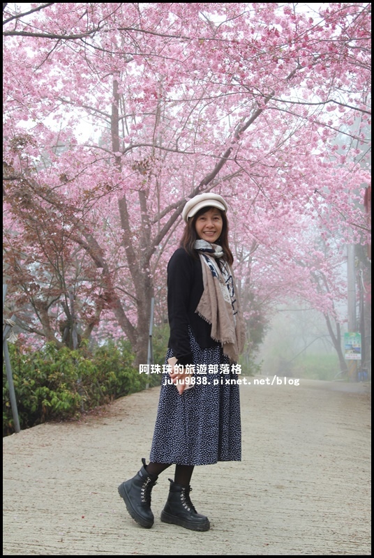 恩愛農場櫻花37.JPG
