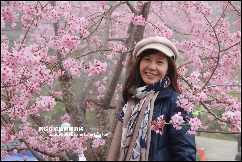 恩愛農場櫻花29.JPG