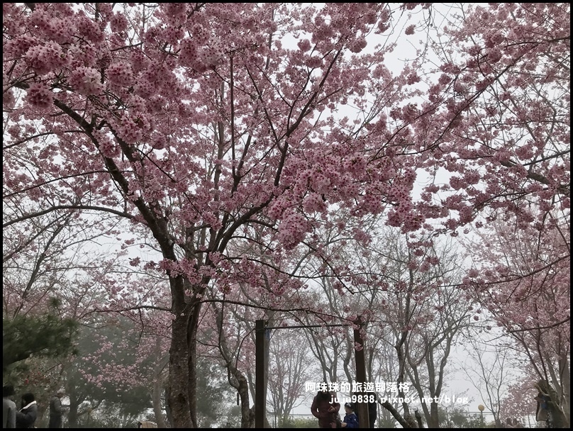 恩愛農場櫻花45.JPG