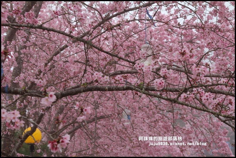 恩愛農場櫻花14.JPG