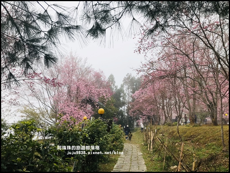 恩愛農場櫻花5.JPG