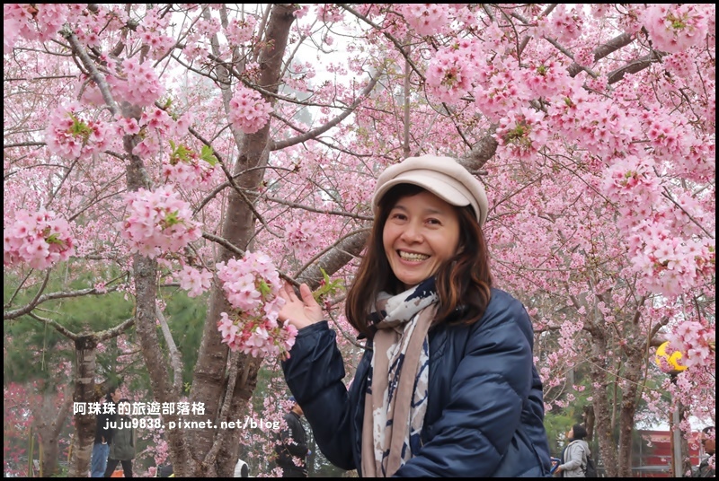 恩愛農場櫻花17.JPG