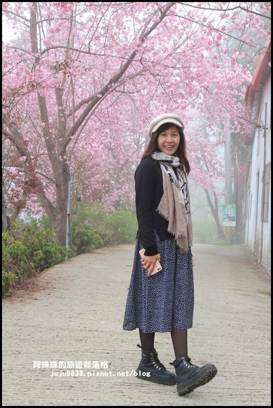 恩愛農場櫻花38.JPG