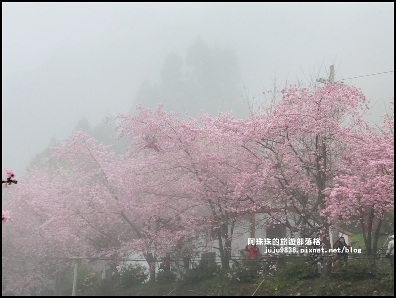 恩愛農場櫻花10.JPG