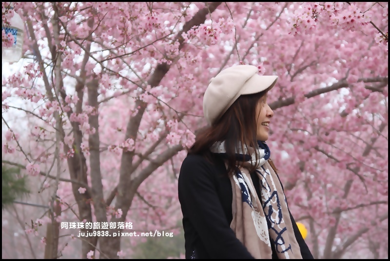 恩愛農場櫻花31.JPG