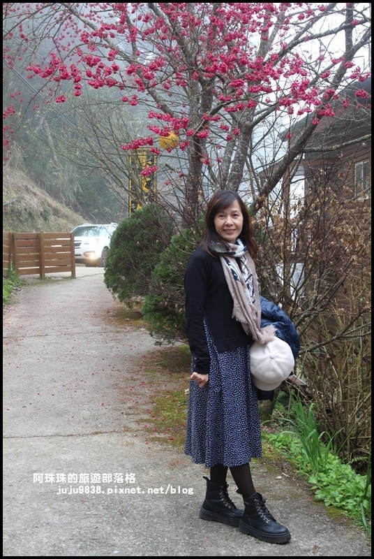 恩愛農場櫻花42.JPG