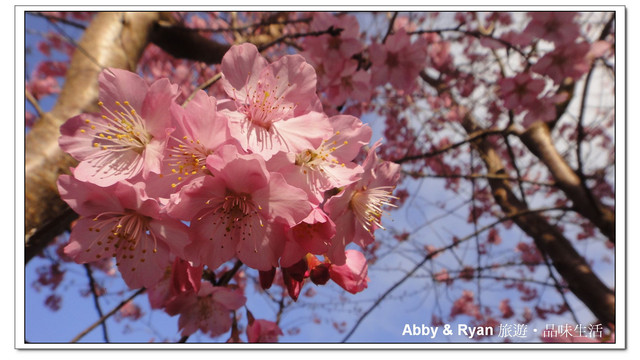 【桃園復興】日本賞櫻？！千島櫻滿開．恩愛農場
