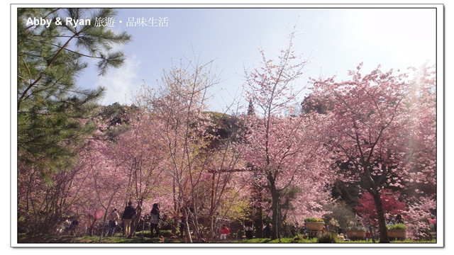 【桃園復興】日本賞櫻？！千島櫻滿開．恩愛農場