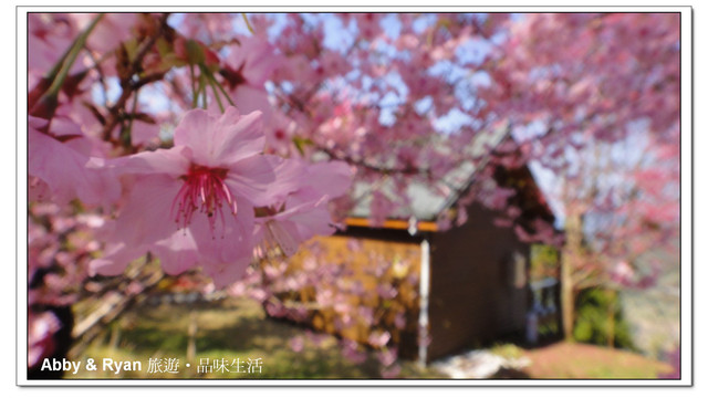 【桃園復興】日本賞櫻？！千島櫻滿開．恩愛農場