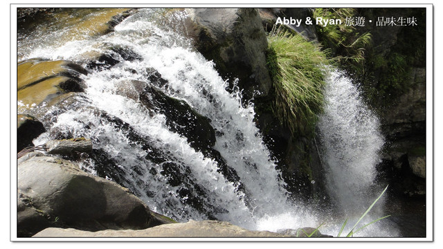 【桃園復興】日本賞櫻？！千島櫻滿開．恩愛農場