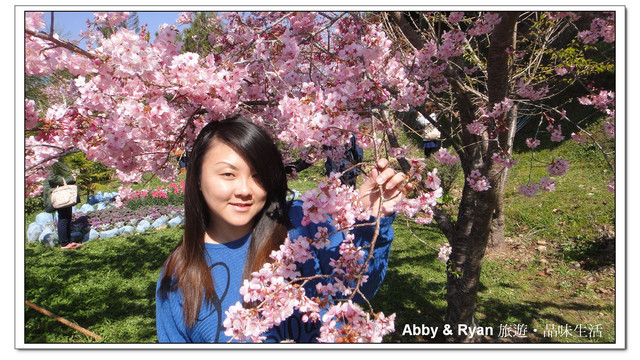 【桃園復興】日本賞櫻？！千島櫻滿開．恩愛農場