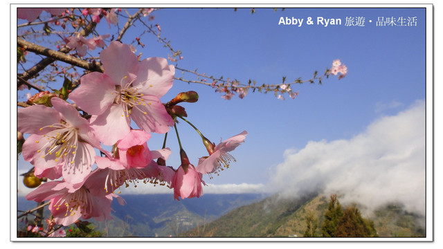 【桃園復興】日本賞櫻？！千島櫻滿開．恩愛農場