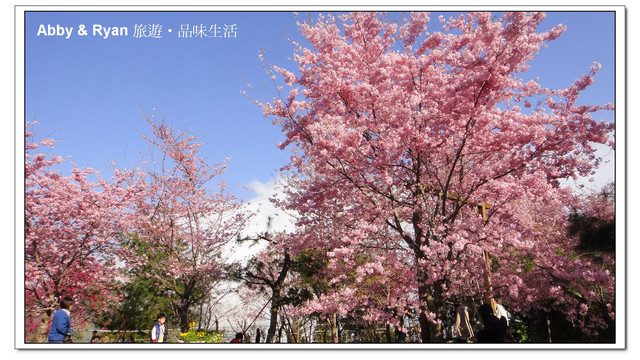 【桃園復興】日本賞櫻？！千島櫻滿開．恩愛農場