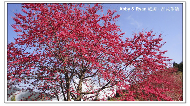 【桃園復興】日本賞櫻？！千島櫻滿開．恩愛農場