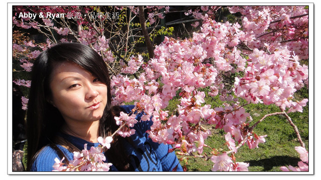 【桃園復興】日本賞櫻？！千島櫻滿開．恩愛農場