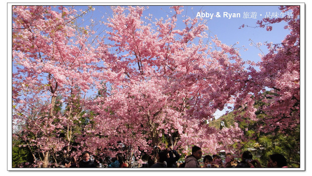 【桃園復興】日本賞櫻？！千島櫻滿開．恩愛農場