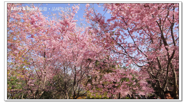 【桃園復興】日本賞櫻？！千島櫻滿開．恩愛農場