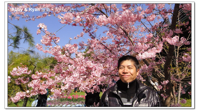 【桃園復興】日本賞櫻？！千島櫻滿開．恩愛農場
