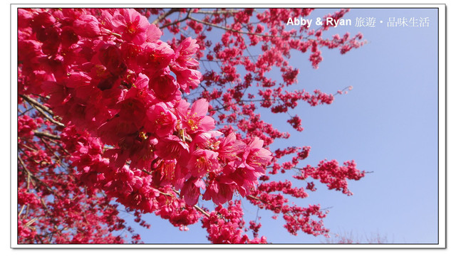 【桃園復興】日本賞櫻？！千島櫻滿開．恩愛農場