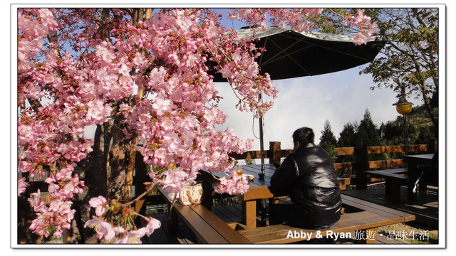 【桃園復興】日本賞櫻？！千島櫻滿開．恩愛農場