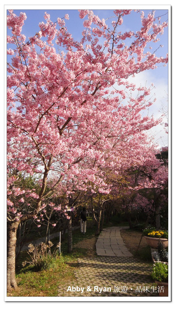 【桃園復興】日本賞櫻？！千島櫻滿開．恩愛農場