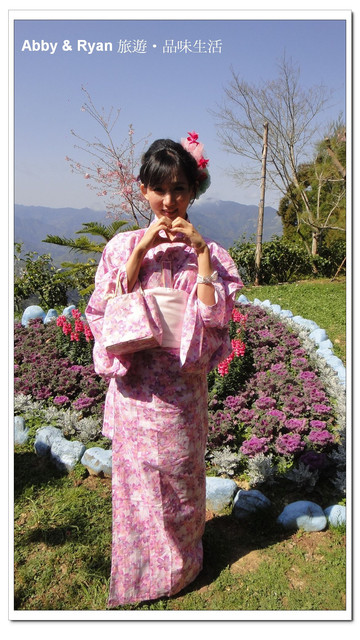 【桃園復興】日本賞櫻？！千島櫻滿開．恩愛農場