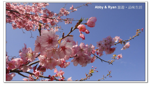 【桃園復興】日本賞櫻？！千島櫻滿開．恩愛農場