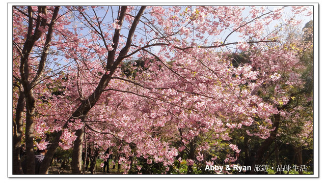 【桃園復興】日本賞櫻？！千島櫻滿開．恩愛農場