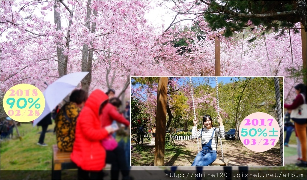 拉拉山恩愛農場賞櫻