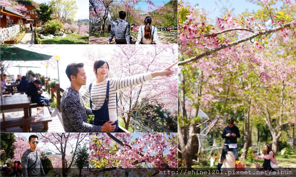 拉拉山恩愛農場賞櫻