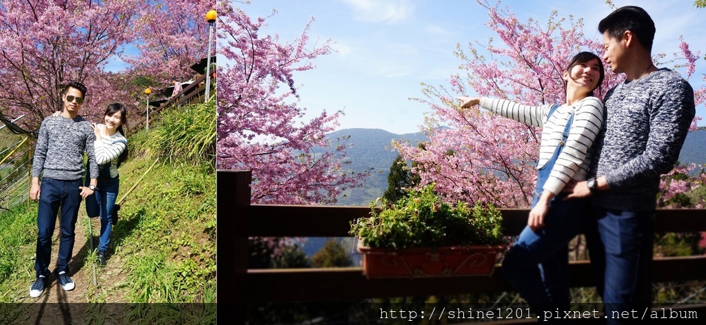 拉拉山恩愛農場賞櫻