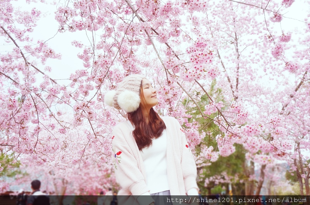 拉拉山恩愛農場賞櫻