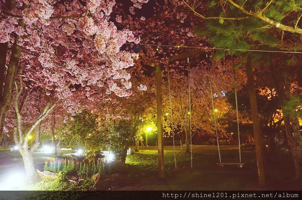 拉拉山恩愛農場賞櫻