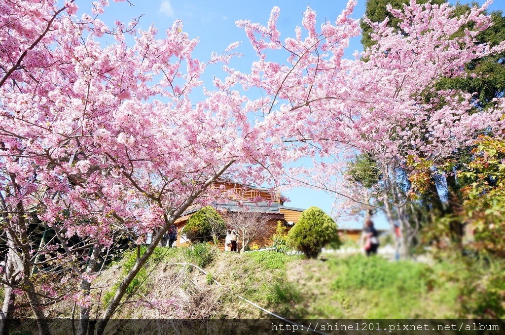 拉拉山恩愛農場賞櫻