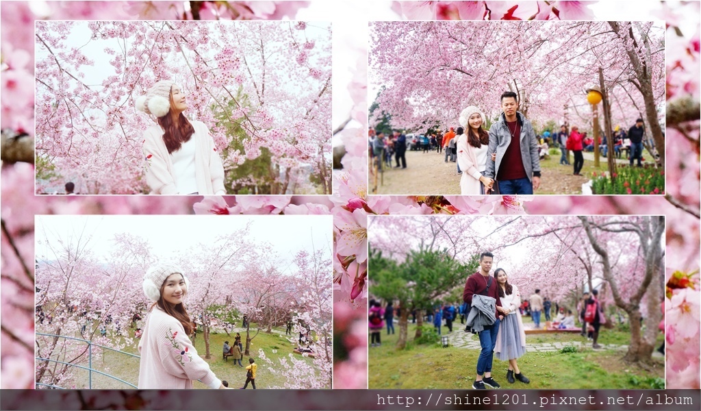 拉拉山恩愛農場賞櫻
