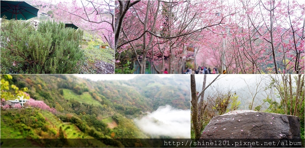 桃園復興鄉景點-中巴陵櫻木花道