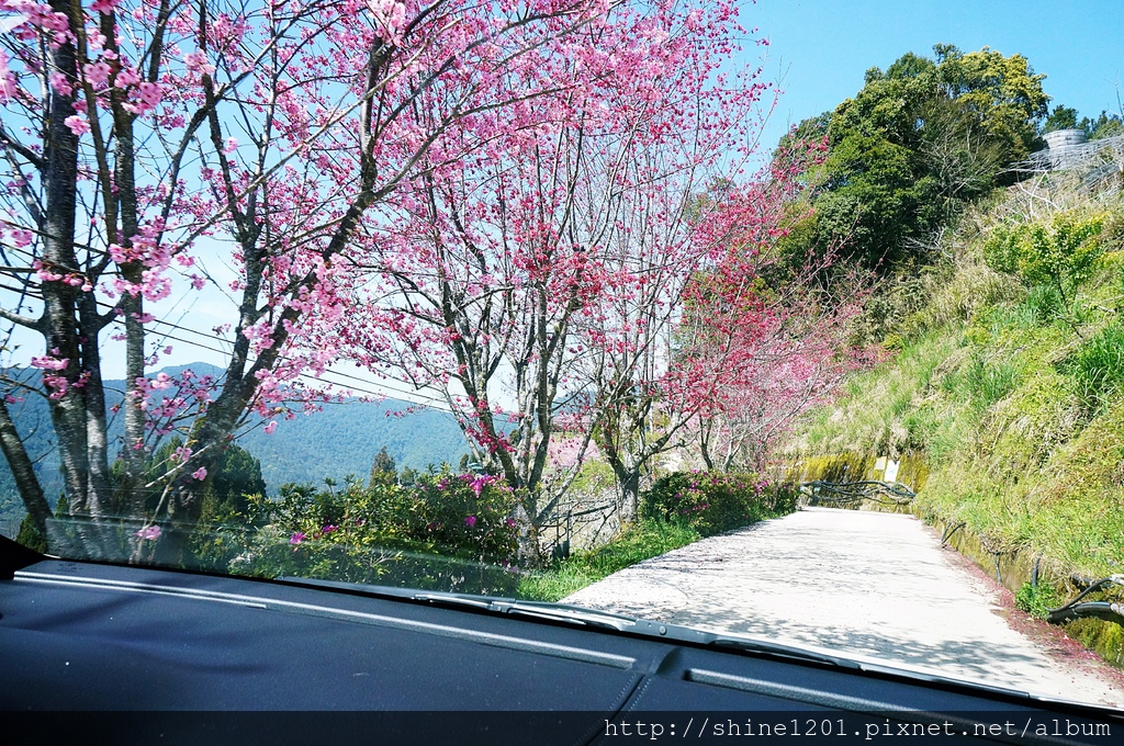 拉拉山恩愛農場賞櫻