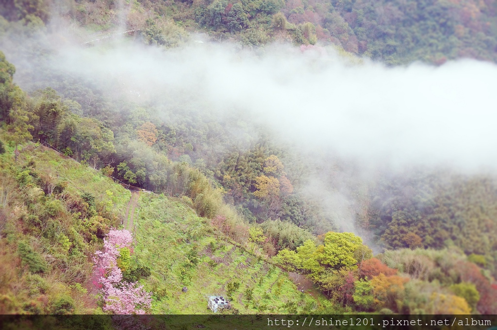 桃園復興鄉景點-中巴陵櫻木花道