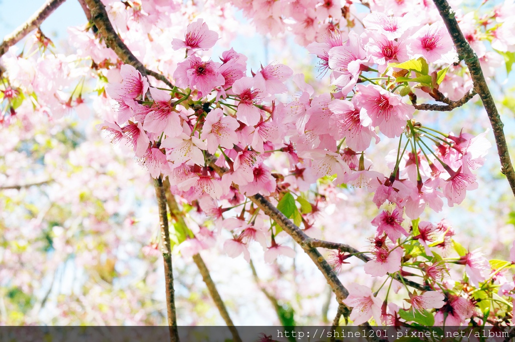 拉拉山恩愛農場賞櫻