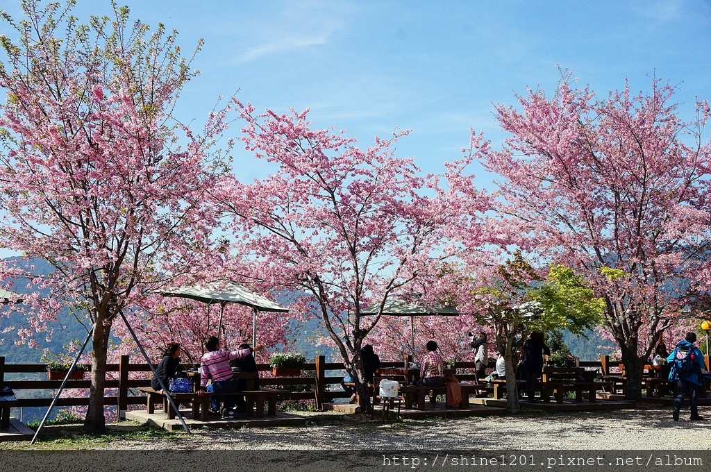 拉拉山恩愛農場賞櫻