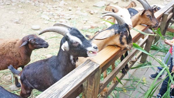 【桃園景點】羊世界牧場-有如一座小型動物園，還可以餵羊的好玩親子景點