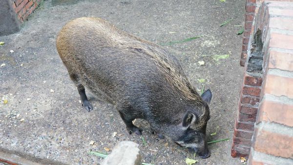 【桃園景點】羊世界牧場-有如一座小型動物園，還可以餵羊的好玩親子景點